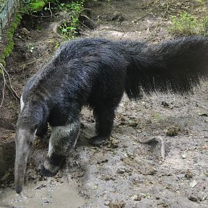 Giant Anteater at Beauval, 12/06/18