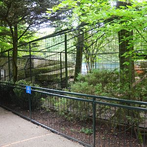 Puma Enclosure at Beauval, 12/06/18