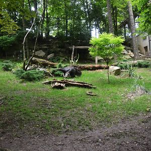 Anteater Enclosure at Beauval, 12/06/18