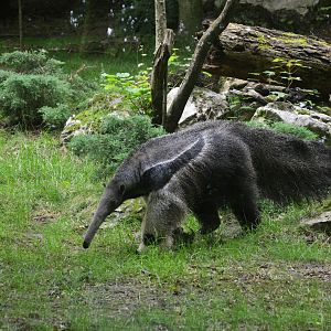 Giant Anteater at Beauval, 12/06/18