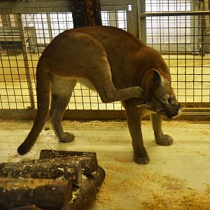 Puma at Beauval, 12/06/18