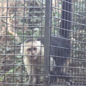 White-shouldered capucine