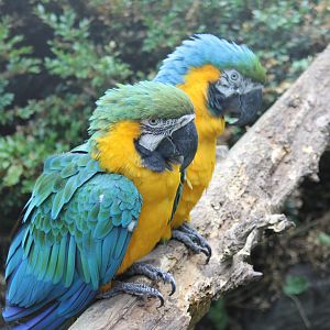 Blue and yellow macaws