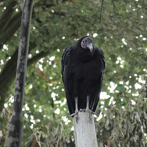 Black vulture