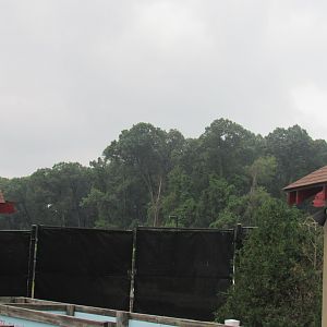 Pride of Africa Construction - More Tree Removal