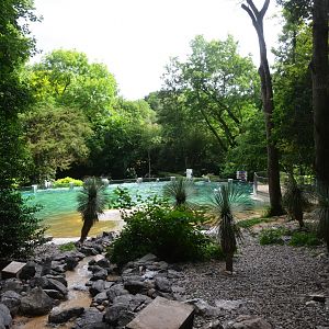 Humbolt Penguin Enclosure at Beauval, 12/06/18