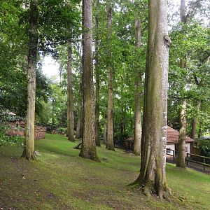 Sitatunga Enclosure at Beauval, 12/06/18