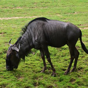 Brindled Gnu at Beauval, 12/06/18