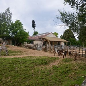 African Savannah Paddock at Beauval, 12/06/18