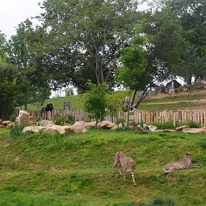 Cheetah Enclosure at Beauval, 12/06/18