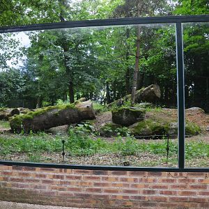 Spotted Hyaena Enclosure at Beauval, 12/06/18