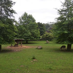 Beisa Oryx, Somali Wild Ass and Kafue Lechwe Enclosure at Beauval, 12/06/18
