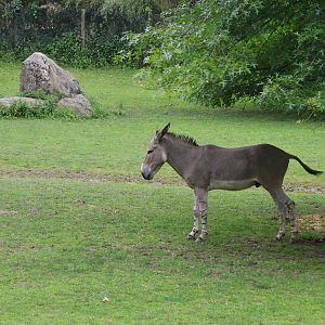 Somali Wild Ass at Beauval, 12/06/18