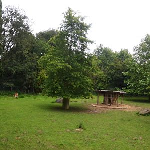 Beisa Oryx, Somali Wild Ass and Kafue Lechwe Enclosure at Beauval, 12/06/18