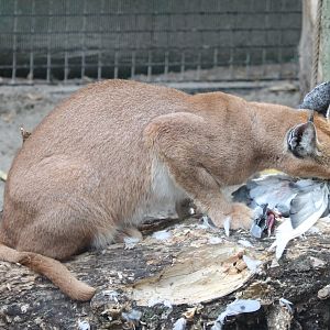 Caracal with prey