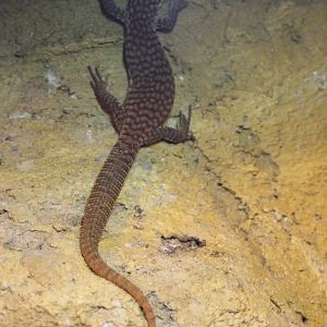 Varanus acanthurus