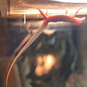 Varanus acanthurus hanging around