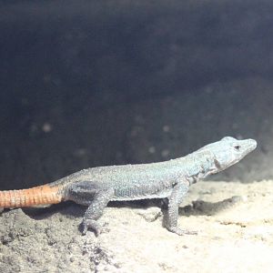 Platysaurus lebomboensis