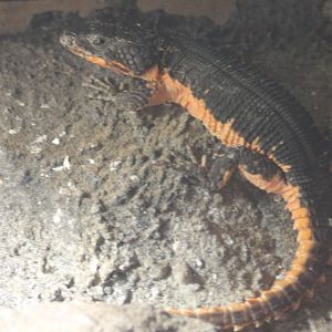 Smaug mossambicus