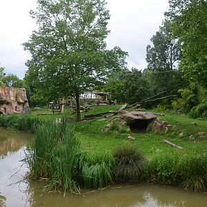 Second Gorilla (and Guenon) Enclosure at Beauval, 12/06/18