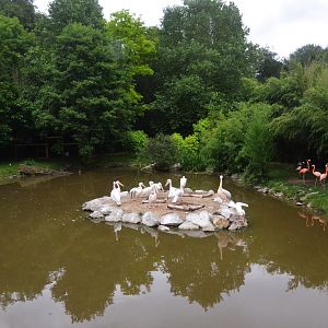 Pelican and Mixed Flamingo Enclosure at Beauval, 12/06/18