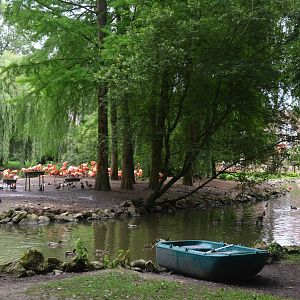 Caribbean Flamingo Enclosure at Beauval, 12/06/18