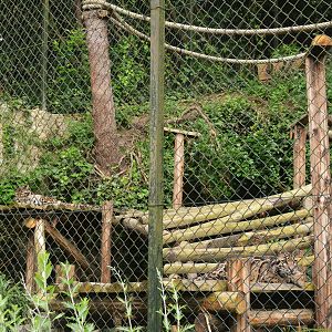 Clouded Leopards at Beauval, 12/06/18