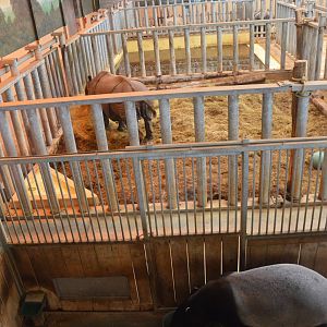 Rhino and Tapir Indoors at Beauval, 12/06/18