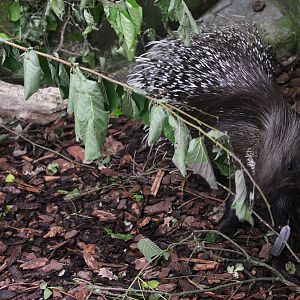 Indian Crested Porcupine at Beauval, 12/06/18
