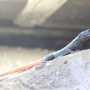 Platysaurus lebomboensis