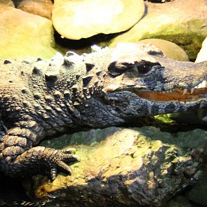 Schneider's dwarf caiman - Paleosuchus trigonatus