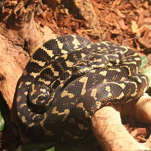 Carpet python