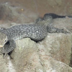 Varanus tristis orientalis