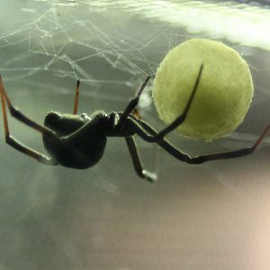 Black widow with egg-sack