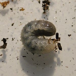 Larva Eudicella colmarti