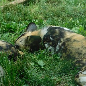 African Painted Dog