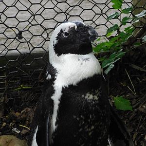 African Penguin