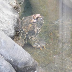 Alligator Snapping Turtle