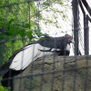 Andean Condor