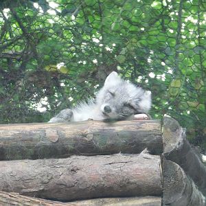 Arctic Fox