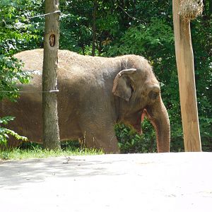 Asian Elephant