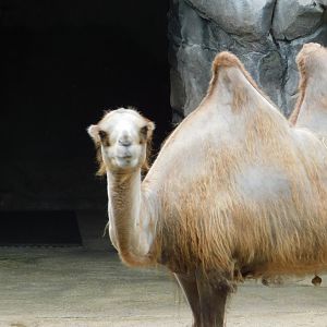 Bactrian Camel