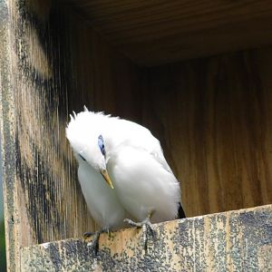 Bali Mynah
