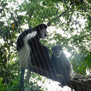 Black and White Colobus