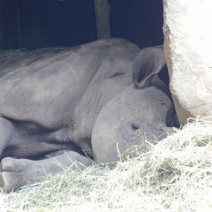 Black Rhino Kendi Resting