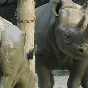 Black Rhinos (Kendi and Seyia)