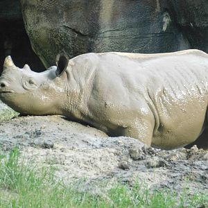 Black Rhino Kendi in the Mud