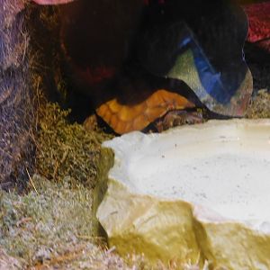 Black Breasted Leaf Turtle