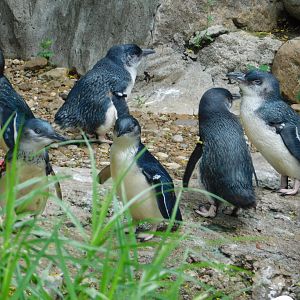 Blue Penguin
