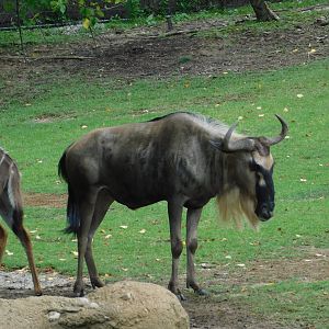 Blue Wildebeest